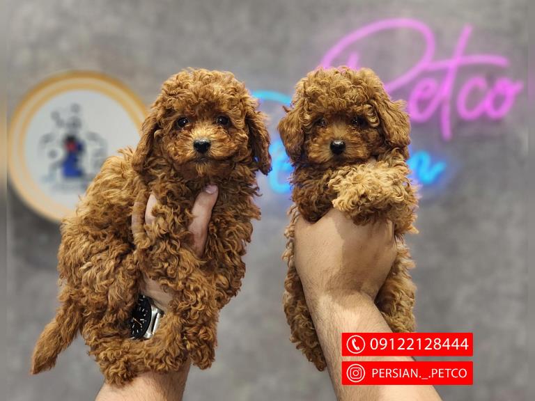 سگ توی پودل وارداتی - سگ پودل عروسکی Poodle