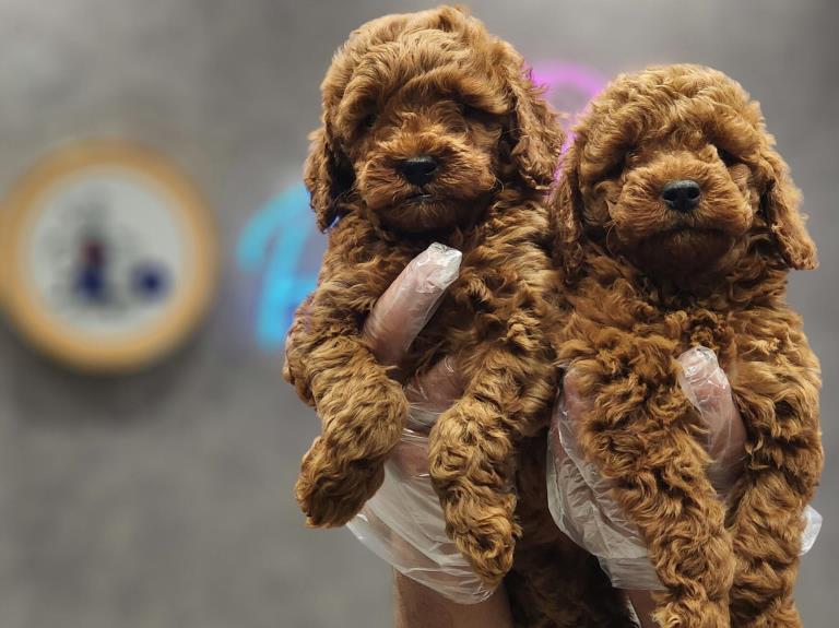 فروش توی پودل - سگ پودل عروسکی Poodle