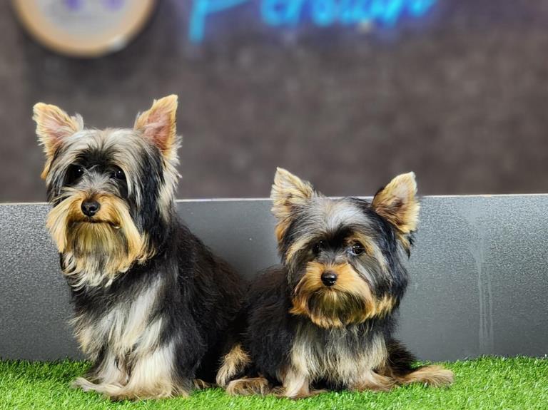 فروش سگ یورکشایر - یورکشایر تریر