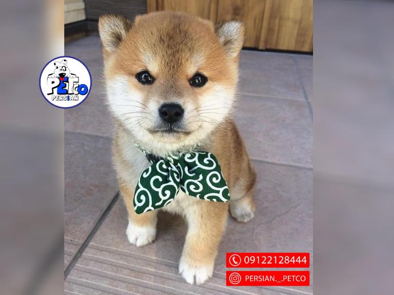 فروش سگ شیبااینو  - شیبااینو(shibainu)