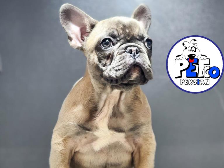 فرنچ بولداگ بلو فان - سگ بولداگ فرانسوی french bulldog
