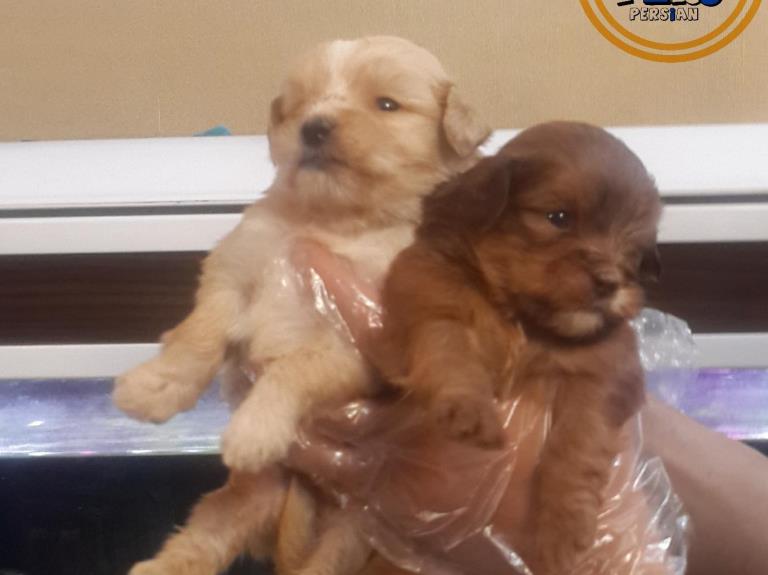 فروش سگ شیتزو تریر عروسکی