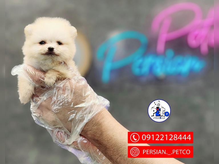 پامرانیان عروسکی سایز صفر - پامرانیان ( Boo )