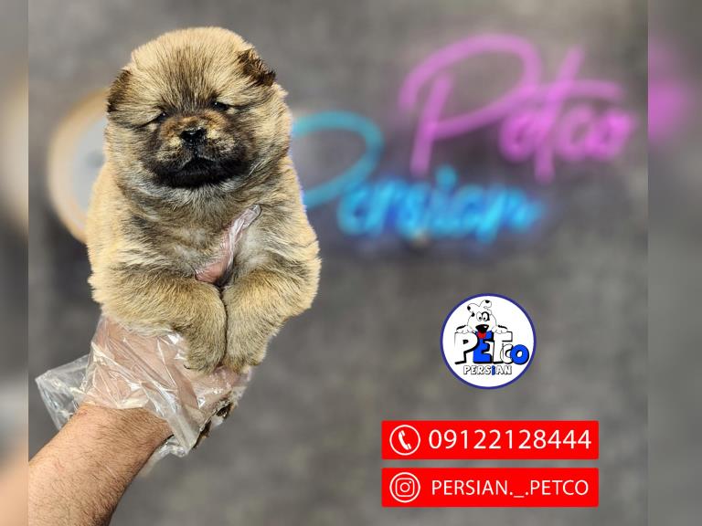 سگ چاوچاو مینی - سگ چاوچاو ( ChowChow )