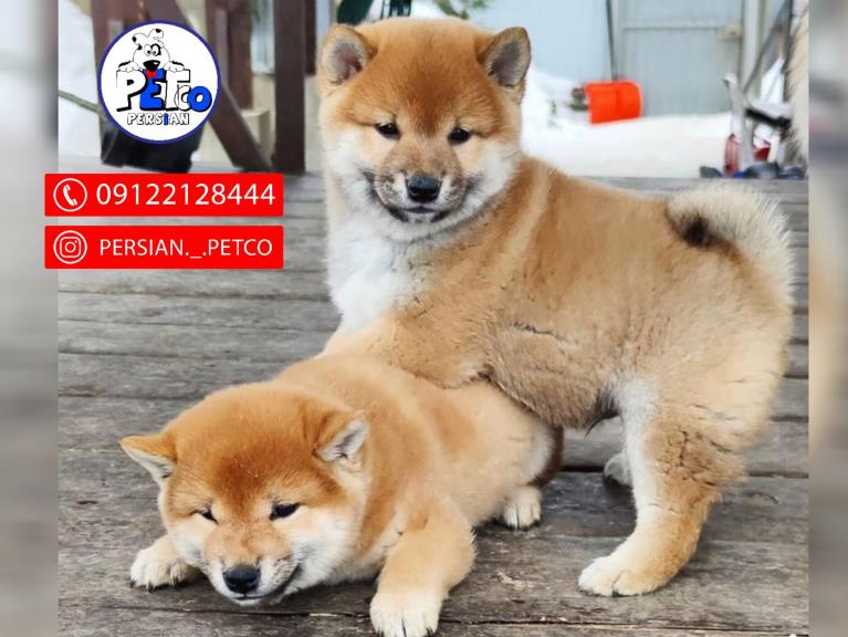 سگ شیبااینو  - شیبااینو(shibainu)