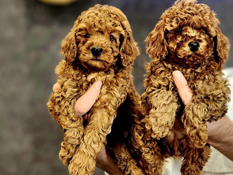 توی پودل - سگ پودل عروسکی Poodle