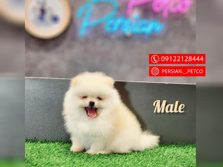 سگ پامرانیان خرسی  - پامرانیان ( Boo )