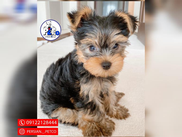 سگ یورکشایر عروسکی - یورکشایر تریر