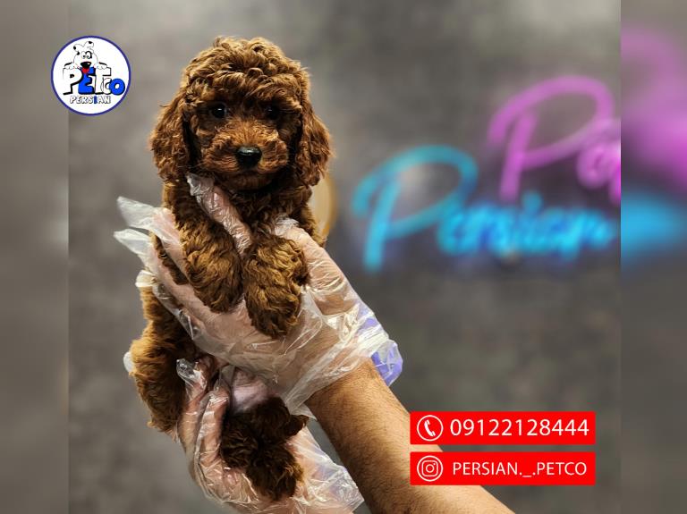 سگ توی پودل - سگ پودل عروسکی Poodle