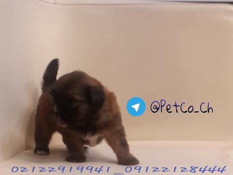 فروش سگ شیتزو تریر عروسکی - سگ شیتزو تریر آپارتمانی