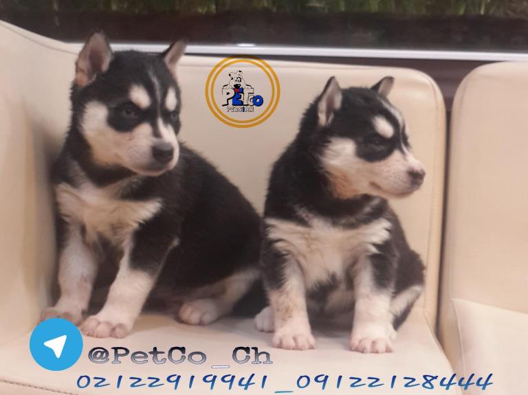 فروش سگ هاسکی - سگ سیبرین هاسکی ( Siberian Husky )