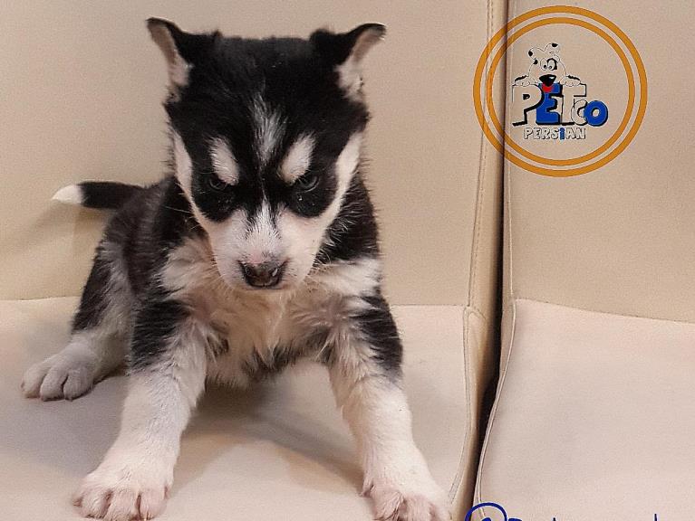 توله سیبرین هاسکی - سگ سیبرین هاسکی ( Siberian Husky )