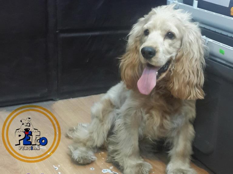 انگلیش کوکر اسپانیل - سگ کوکر اسپانیل