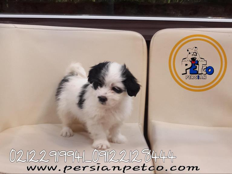 فروش سگ شیتزو تریر عروسکی - سگ شیتزو تریر آپارتمانی