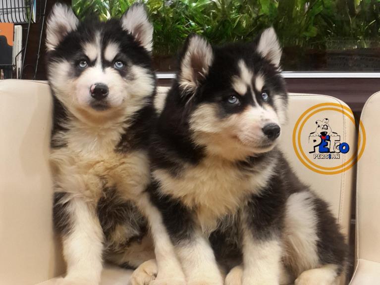 فروش سگ سیبرین هاسکی وارداتی - سگ سیبرین هاسکی ( Siberian Husky )