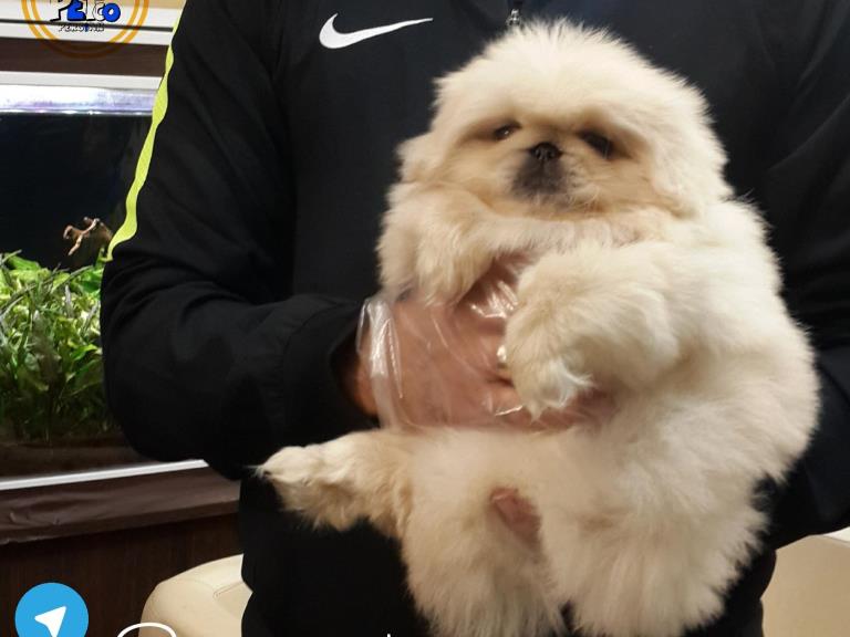 فروش سگ پیکیتز امپریال