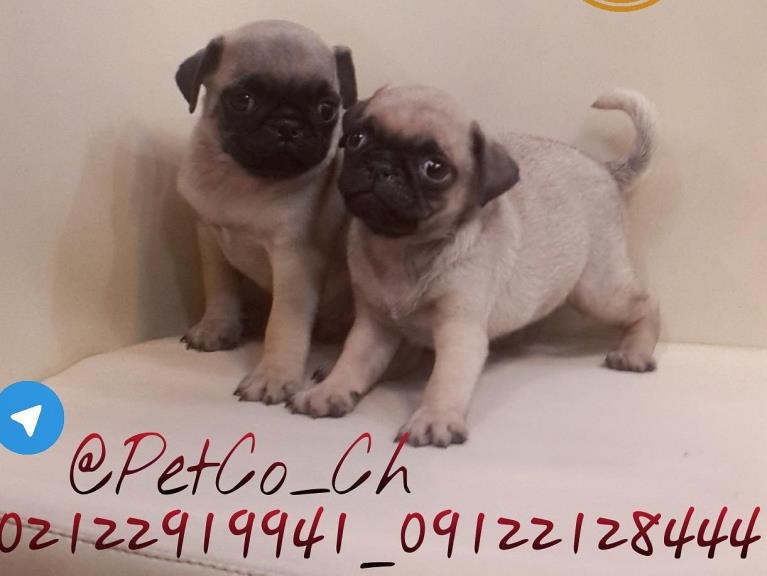 فروش سگ پاگ