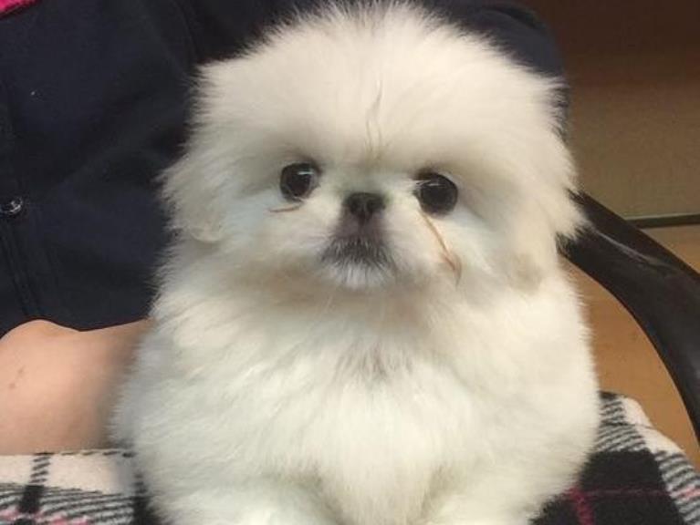 فروش سگ پیکینز امپریال