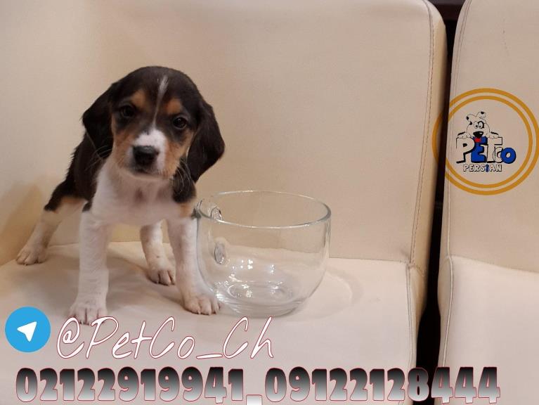  فروش سگ بیگل - سگ بیگل Beagle