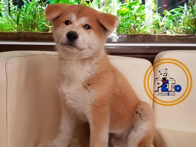 فروش سگ آکیتا ژاپنی - سگ آکیتا ( Akita )