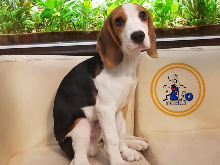 فروش سگ بیگل - سگ بیگل Beagle