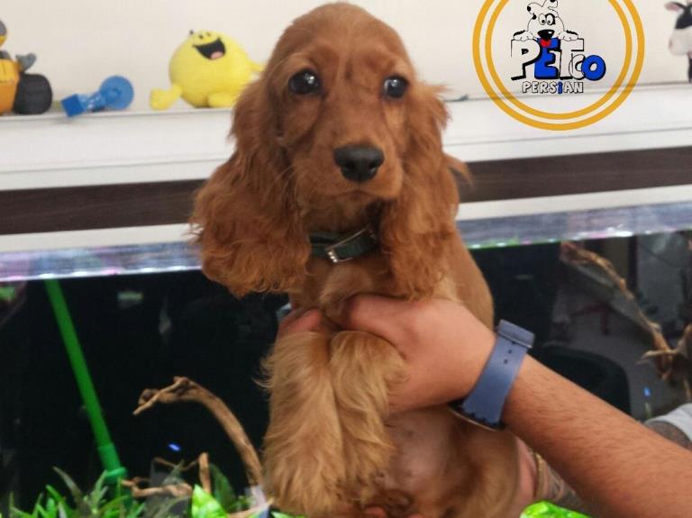 فروش سگ انگلیش کوکر اسپانیل - سگ کوکر اسپانیل