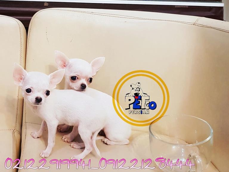 فروش سگ جیبی شیهواهوا - سگ شیتزو تریر آپارتمانی