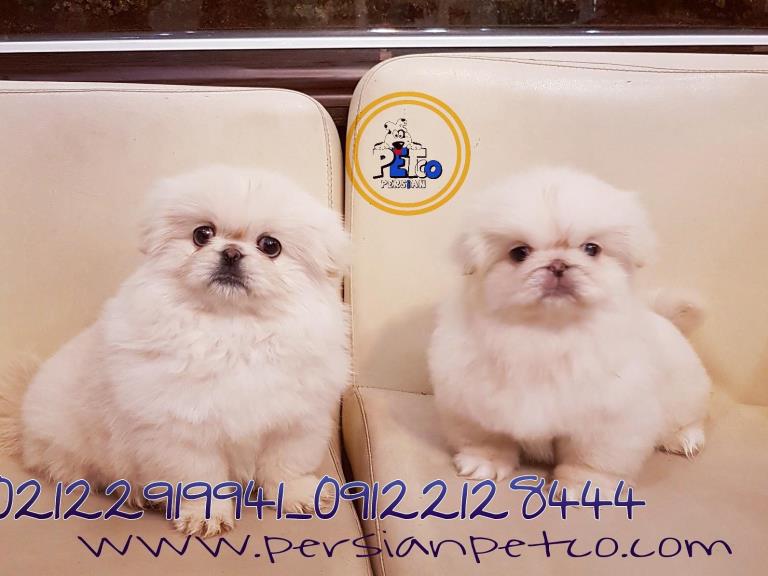 فروش سگ پیکینز امپریال