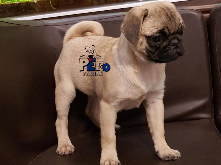 فروش سگ پاگ وارداتی