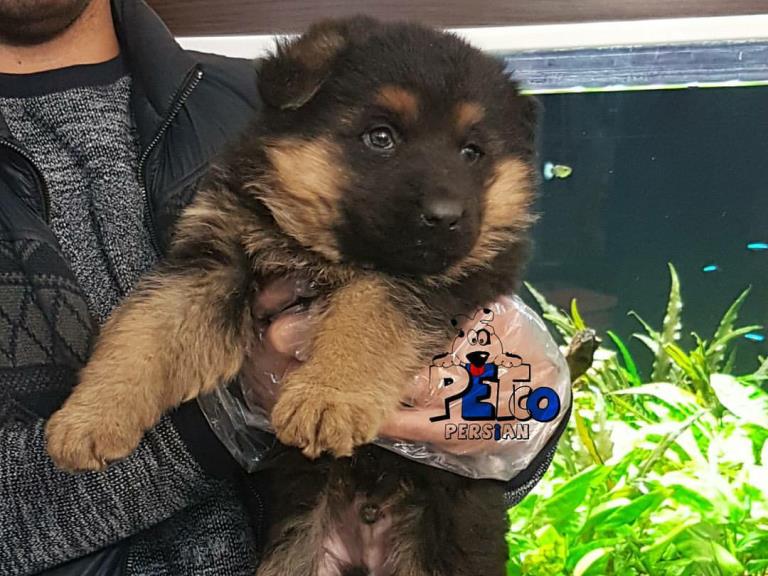 فروش سگ ژرمن شپرد - سگ ژرمن شپرد