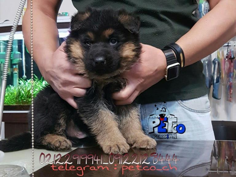 فروش سگ ژرمن شپرد - سگ ژرمن شپرد