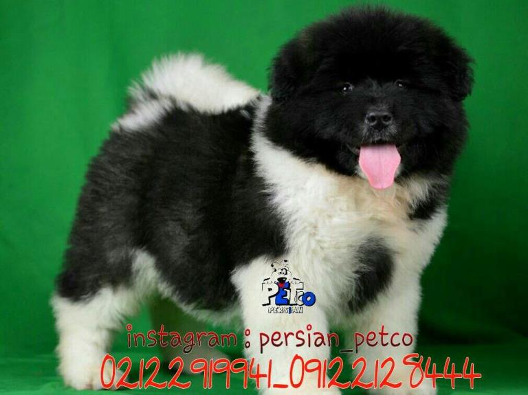 فروش سگ آکیتا امریکایی - سگ آکیتا ( Akita )