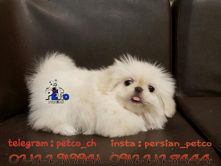 فروش سگ پیکینز امپریال 