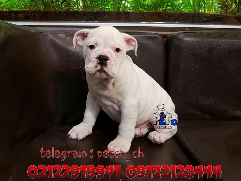 فروش سگ بولداگ انگلیسی - سگ انگلیش بولداگ 