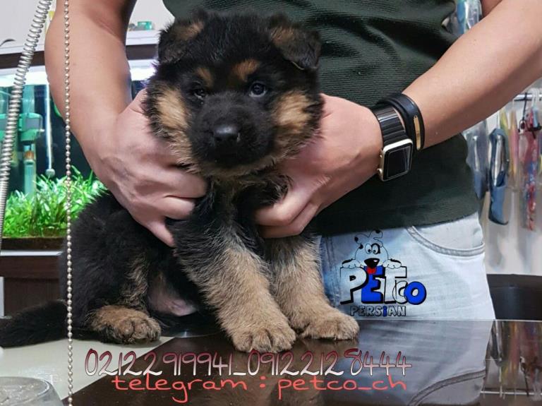 فروش سگ ژرمن شپرد - سگ ژرمن شپرد