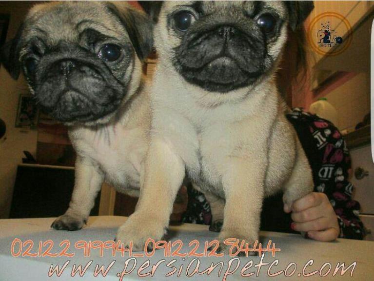 فروش سگ پاگ مینی