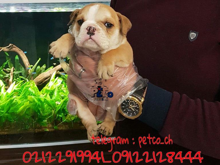 فروش سگ بولداگ انگلیسی - سگ انگلیش بولداگ 