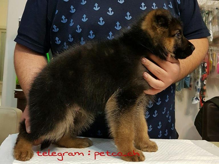 فروش سگ ژرمن شپرد - سگ ژرمن شپرد