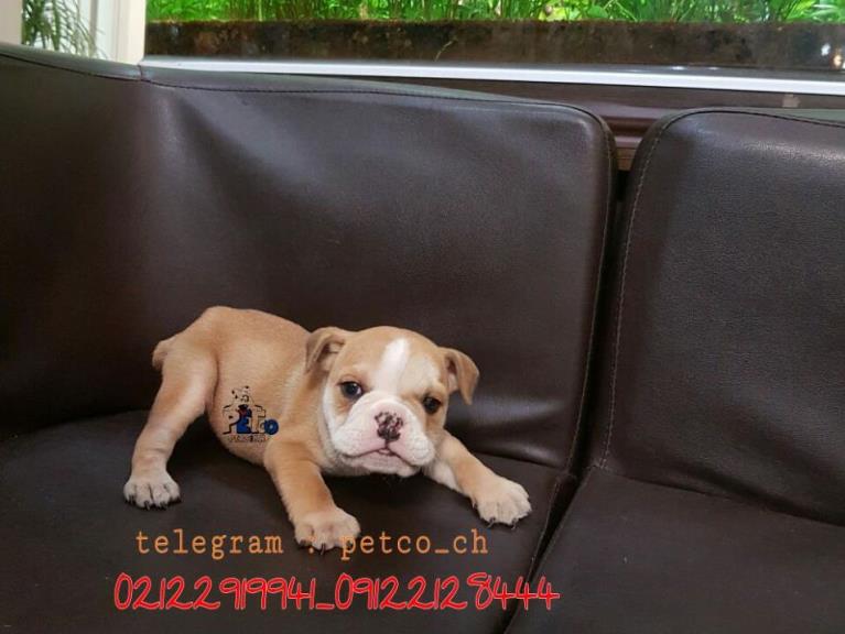 فروش سگ بولداگ انگلیسی - سگ انگلیش بولداگ 