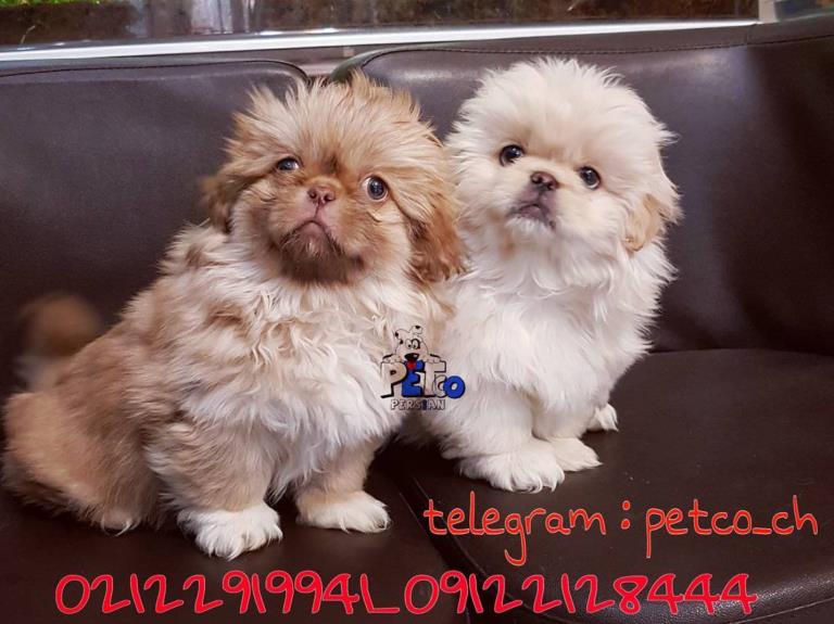 فروش سگ پکینز امپریال