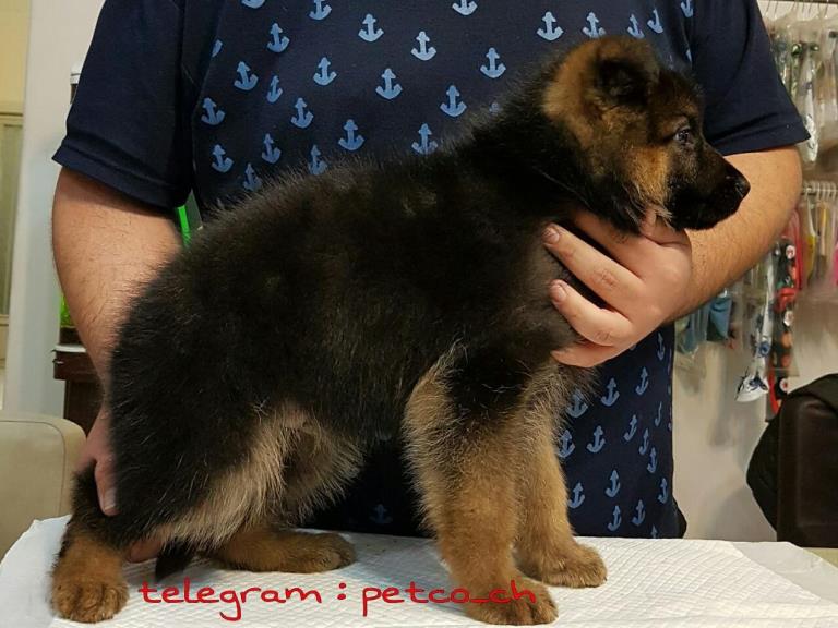 فروش سگ ژرمن شپرد - سگ ژرمن شپرد