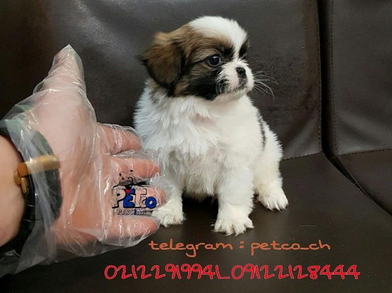 فروش سگ شیتزو کراس - سگ شیتزو تریر آپارتمانی