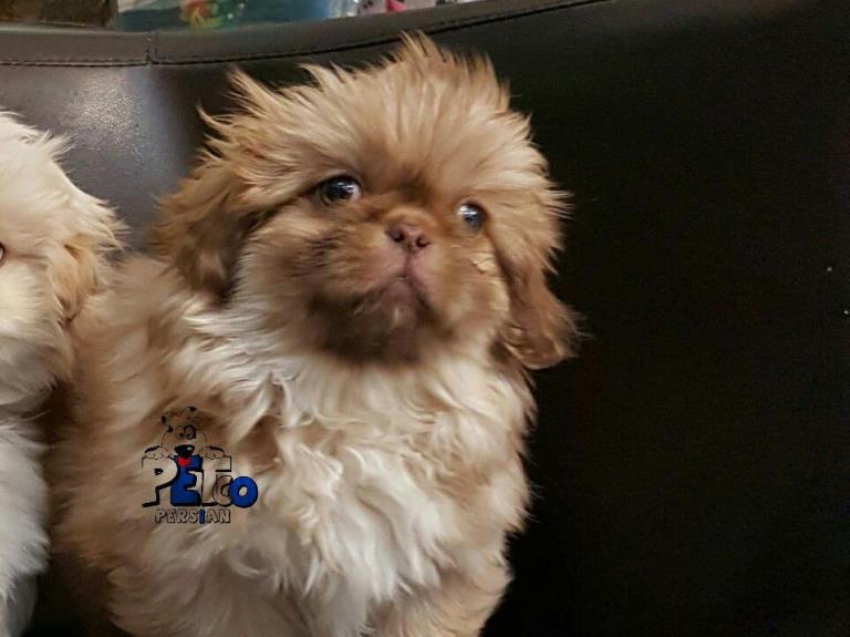 فروش سگ پکینز امپریال