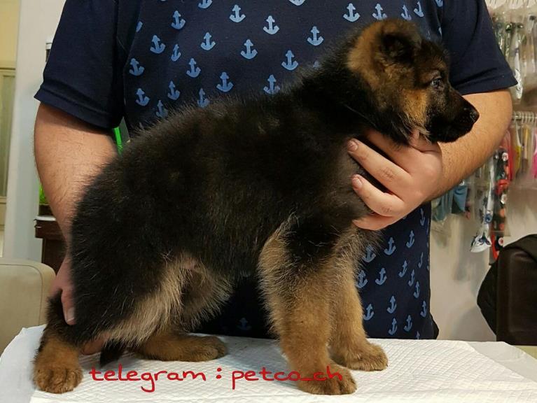 فروش سگ ژرمن شپرد - سگ ژرمن شپرد