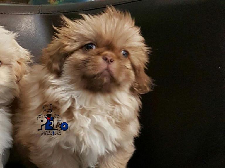 فروش سگ پکینز امپریال