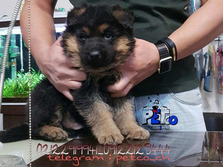 فروش سگ ژرمن شپرد - سگ ژرمن شپرد