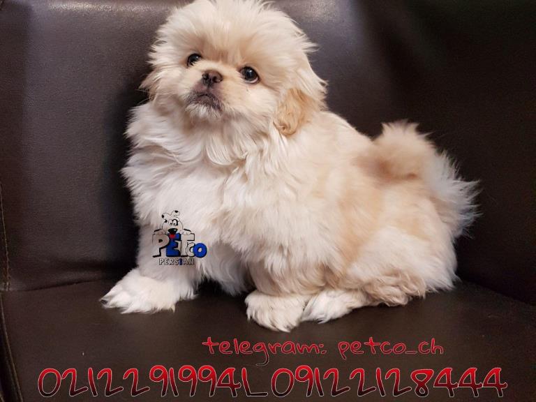 فروش سگ پکینز امپریال