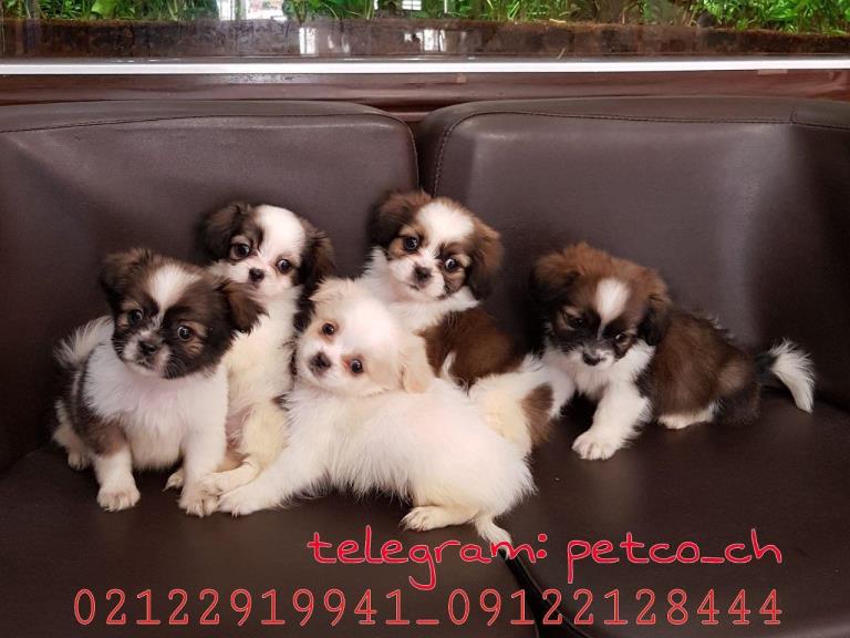 فروش سگ شیتزو پکینز - سگ شیتزو تریر آپارتمانی