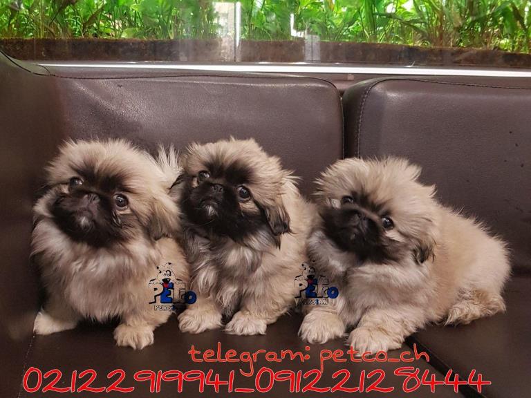 فروش سگ پکینز امپریال تبتی