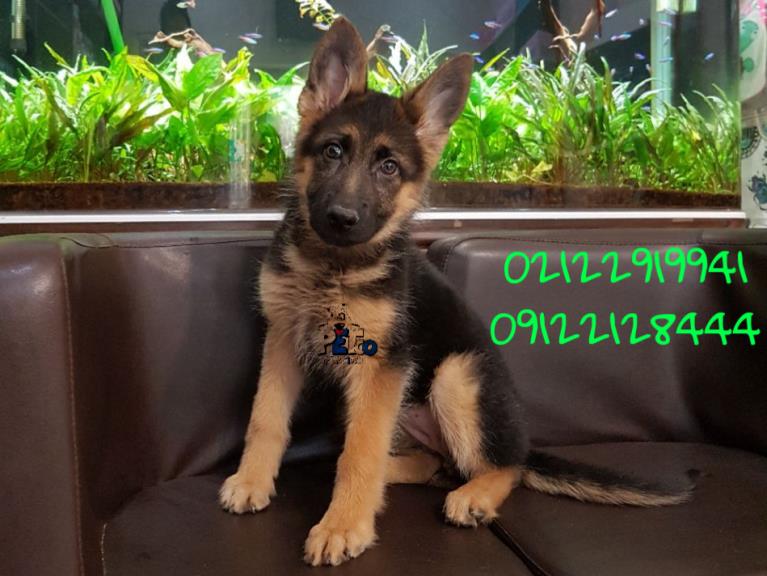 فروش سگ ژرمن شپرد - سگ ژرمن شپرد
